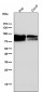 Anti-CD19 Rabbit Monoclonal Antibody